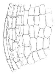 Blindia contecta, alar cells. Drawn from Vitt 2496, CHR 185989.
 Image: R.C. Wagstaff © Landcare Research 2015 